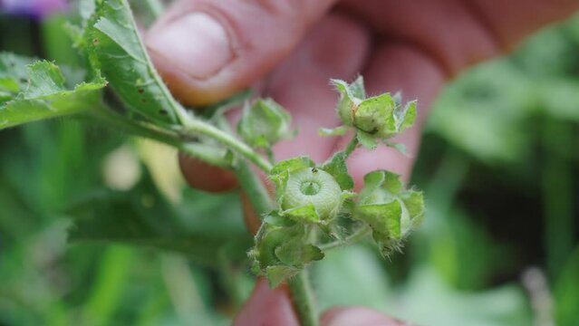 Close up Malva parviflora nutlets hands pointing at camera, static, day