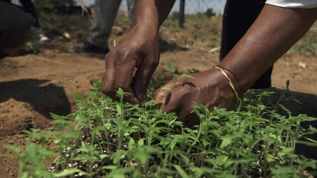 Close up, slow motion shot of seedling being taken out of the planting box and handed over.