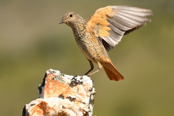 roquero rojo en primavera en la montaña