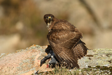 ratonero con su presa en el campo
