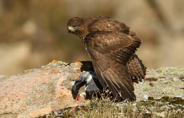 ratonero con su presa en el campo