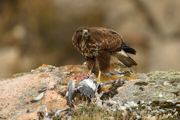 ratonero con su presa en el campo
