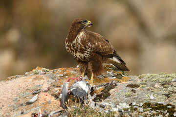 ratonero con su presa en el campo