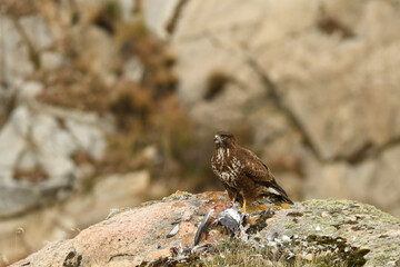 ratonero con su presa en el campo