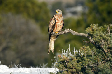 el milano real en el campo