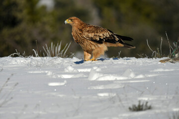 Joven aguila imperial en su territorio