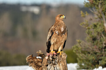 Joven aguila imperial en su territorio