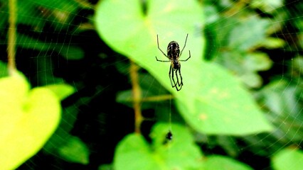 aracnídeo aranha araneae
