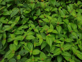 Miconia crenata (Clidemia hirta) soapbush or Koster's curse plant