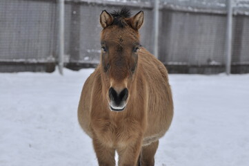 Fototapeta premium Animals - traditionally (since Aristotle) distinguished category of organisms, currently considered as a biological kingdom. Animals are the main object of study of zoology.