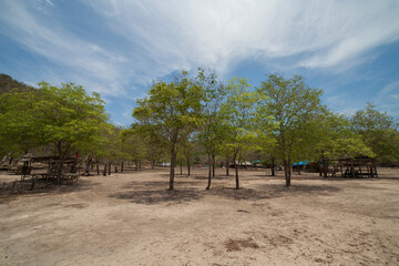 trees on the pink beach, Lombok Indonesia