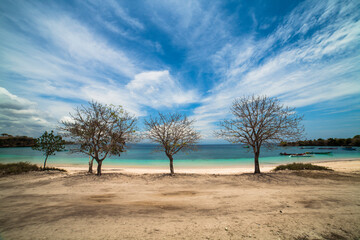 three dead trees, pink beach lombok indonesia