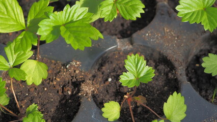 growing strawberries at home. preparation of plants for planting