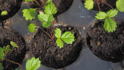 growing strawberries at home. preparation of plants for planting