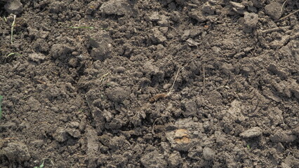 the excavated earth in the garden. preparation of land for planting vegetables and other plants
