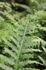 leaf with dew drops