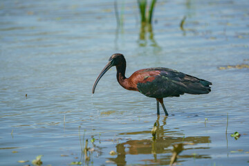 Glossy Ibis (Plegadis falcinellus) Searching for food in a marsh.