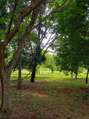 tree in the park