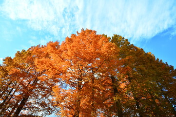 青い空と眩しい紅葉