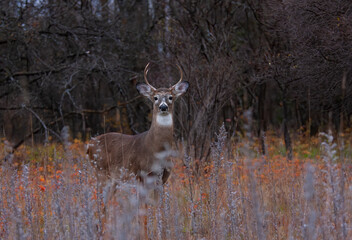 White-tailed deer buck standing in the forest early in the morning during the rut in Canada