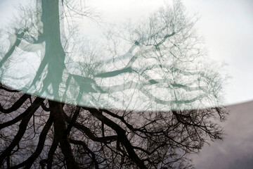 abstract photo of tree reflection