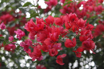 Fototapeta premium red and white flowers