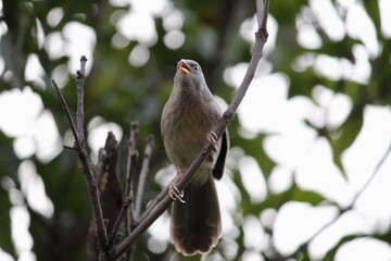female house sparrow