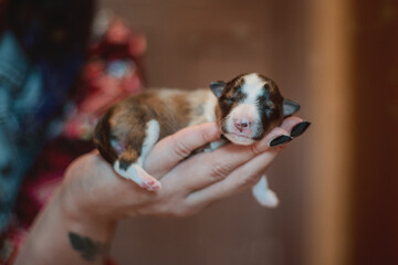 Newborn puppy. Shetland Sheepdog puppy