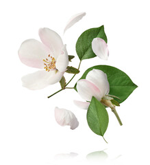 Fresh quince blossom, beautiful pink flowers