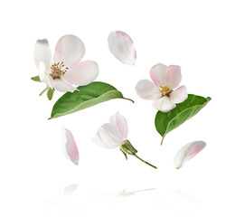 Naklejka na ściany i meble Fresh quince blossom, beautiful pink flowers