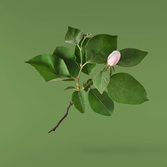 Fresh quince blossom, beautiful pink flowers