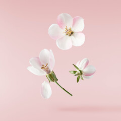 Fototapeta na wymiar Fresh quince blossom, beautiful pink flowers