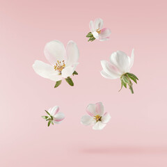 Fresh quince blossom, beautiful pink flowers