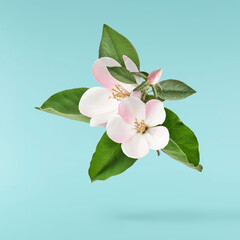 Obraz premium Fresh quince blossom, beautiful pink flowers