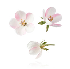 Fresh quince blossom, beautiful pink flowers