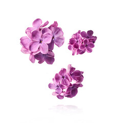 Fototapeta na wymiar Fresh lilac blossom beautiful purple flowers