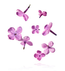 Obraz na płótnie Canvas Fresh lilac blossom beautiful purple flowers