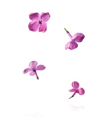 Fresh lilac blossom beautiful purple flowers