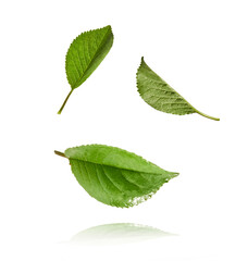 Sping green cherry leaves flying in the air