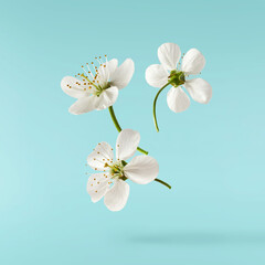 A beautiful image of sping white cherry flowers flying in the air