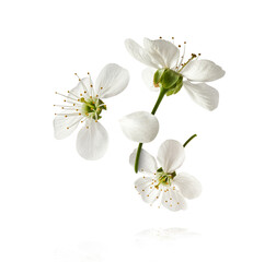 Naklejka na ściany i meble A beautiful image of sping white cherry flowers flying in the air