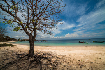 Fototapeta na wymiar Dead tree on the Pink beach, Lombok Indonesia