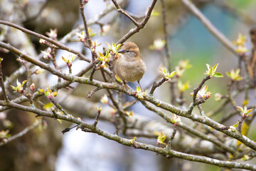A house sparrow is sitting in the apple tree
