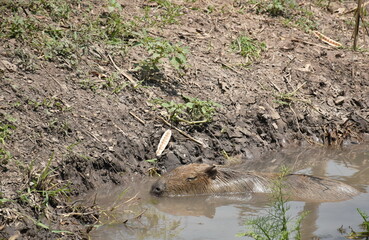 capybara soaking in water on canal for relaxing in hot summer day