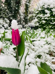 a tulip whose flower is covered with a hood of snow