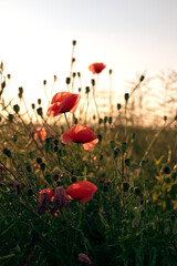 Fototapeta na wymiar Red poppy flowers in the field during the sunset. Natural background