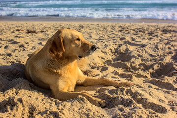 perro admirando la playa y descansando, raza mixta