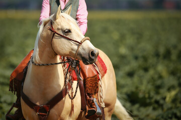 Western-style quarter horse palomino with ester rider in the saddle stands on a green field and...