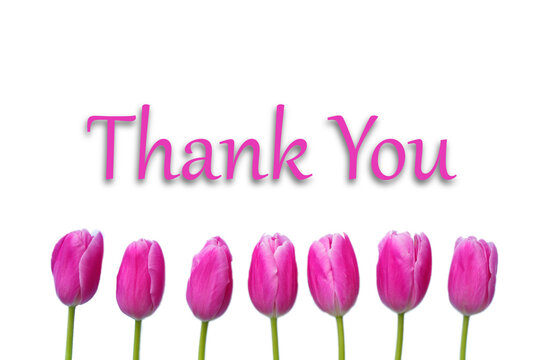 Thank You Message, Pink tulips on white background. Spring flower background with blooming tulips, mockup template with copy space, backdrop for seasonal greeting card celebration. Mother's Day. 