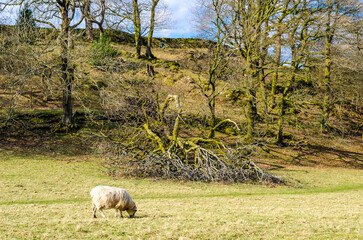 Tree blown down by storm on rural wooded hillside with sheep, drystone wall and blue sky, Lake District
